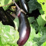 Aubergine