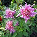 Dahlien