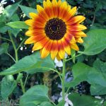 Sonnenblume