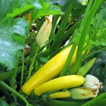 Zucchini