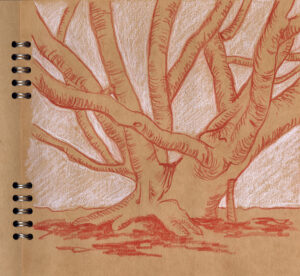 13-Ficus-Skizze