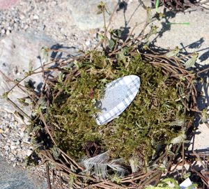 Nest-Jakob