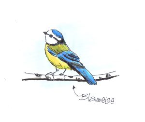 Blaumeise