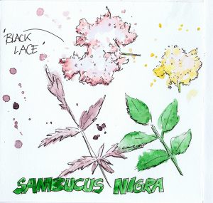 Sambuccus-web