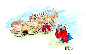 26-03-24_Käfer-web